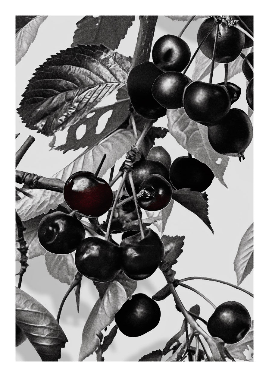 Cherries B&W